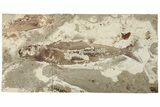 Cretaceous Fish (Scrombroclupea) Fossil - Lebanon #200638-1